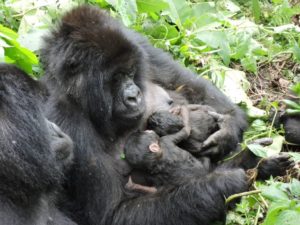 (c) Parc national des Virunga
