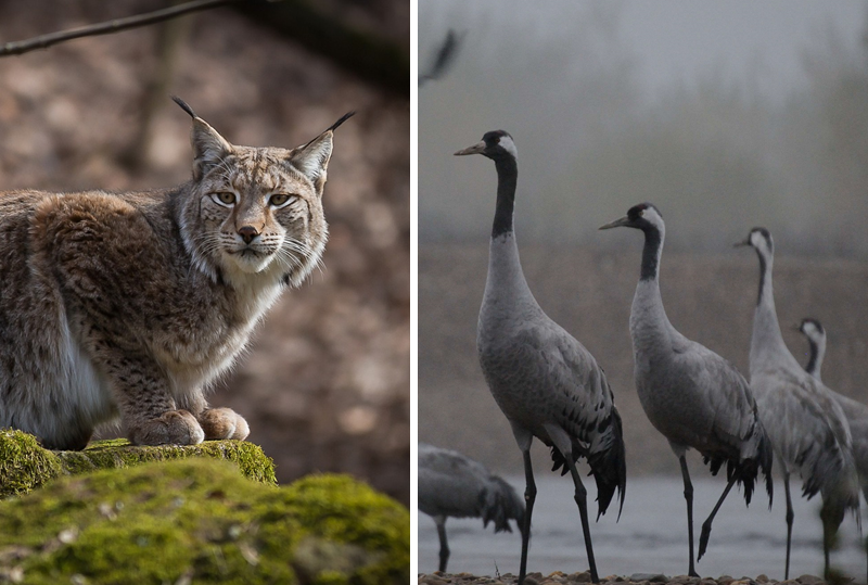 Lynx boréal et grue cendrée